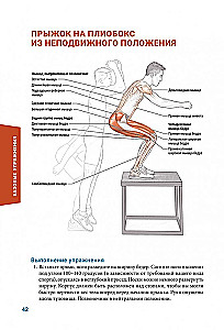 Anatomia pliometrii