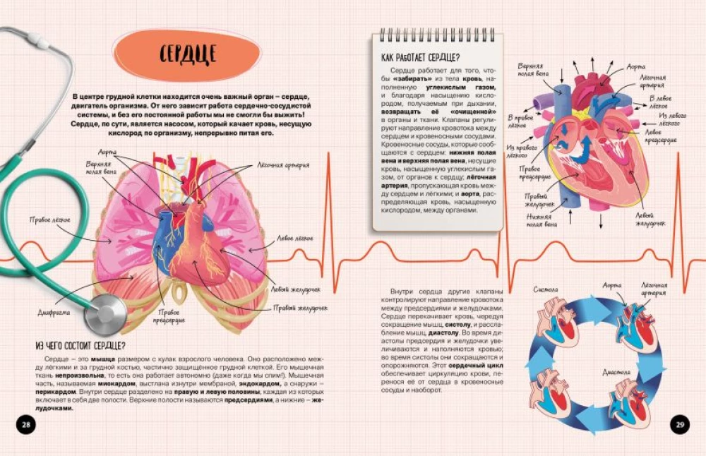 Co? Jak? Dlaczego? Moje pierwsze informacje o ciele człowieka