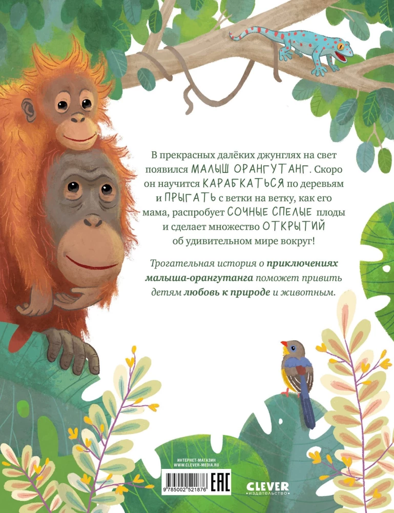 Baby Orangutan. Adventures in the Tropics