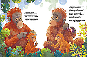 Baby Orangutan. Adventures in the Tropics