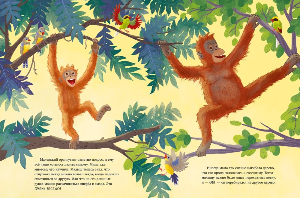 Baby Orangutan. Adventures in the Tropics