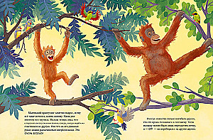 Baby Orangutan. Adventures in the Tropics