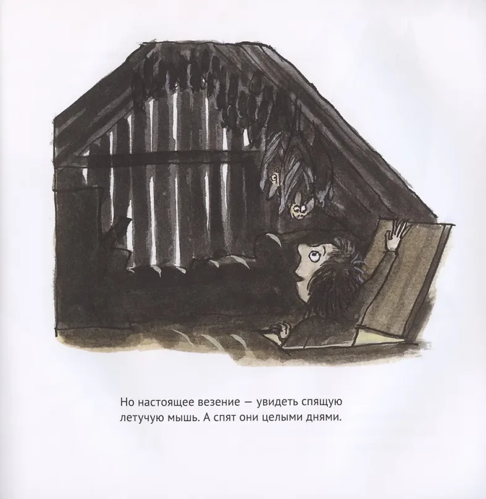 Erstaunliche Fledermäuse