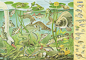 Find and Show. 1000 Animals