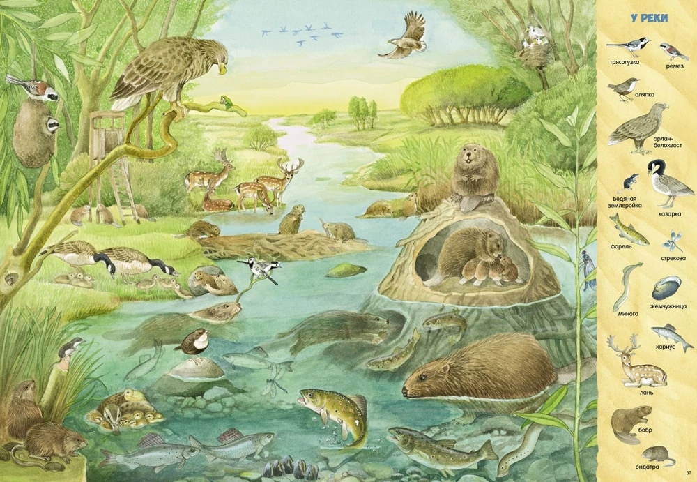 Find and Show. 1000 Animals