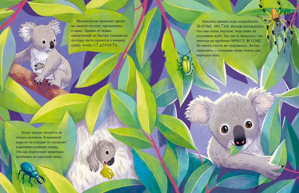 Little Koala. Adventures in the Eucalyptus Forest