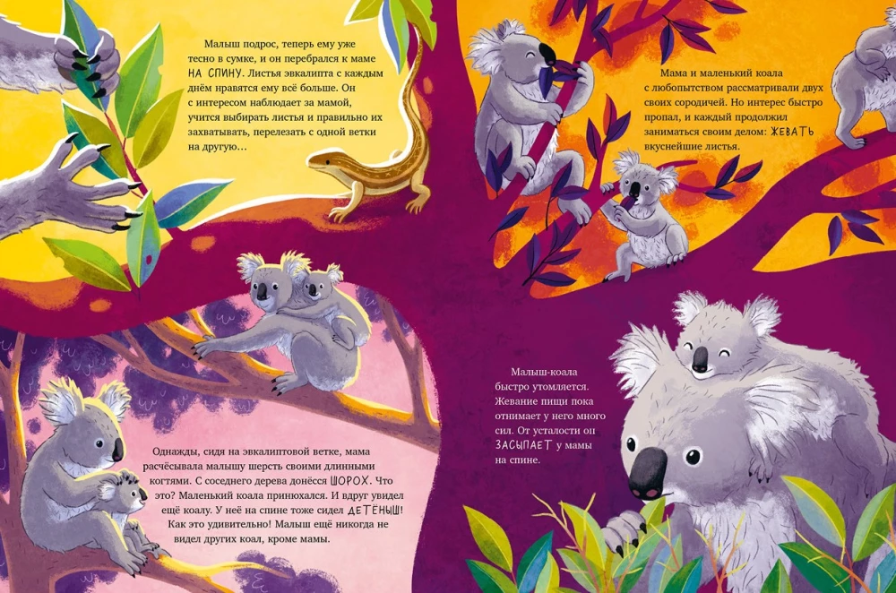 Little Koala. Adventures in the Eucalyptus Forest
