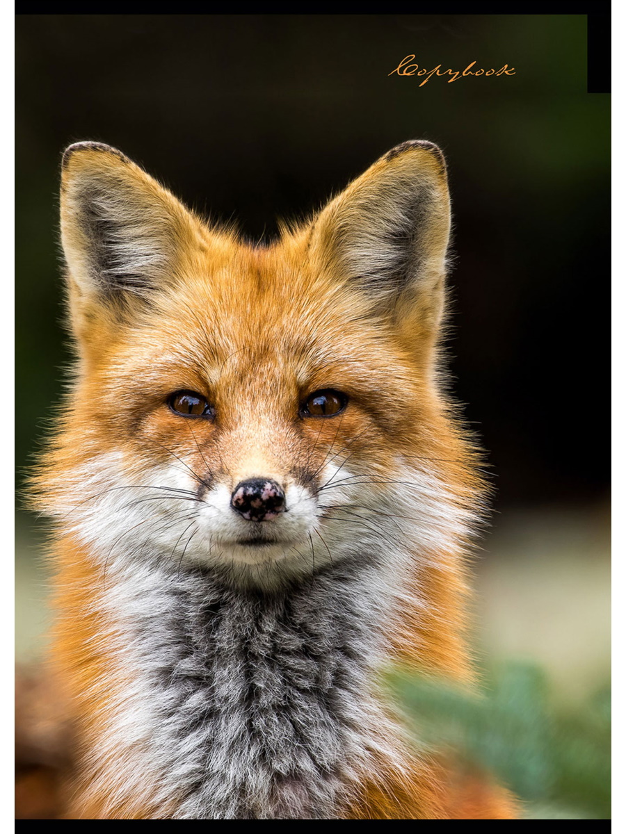 Тетрадь А4 - Пятнистый носик (клетка)