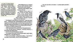 The Forest Tells Tales