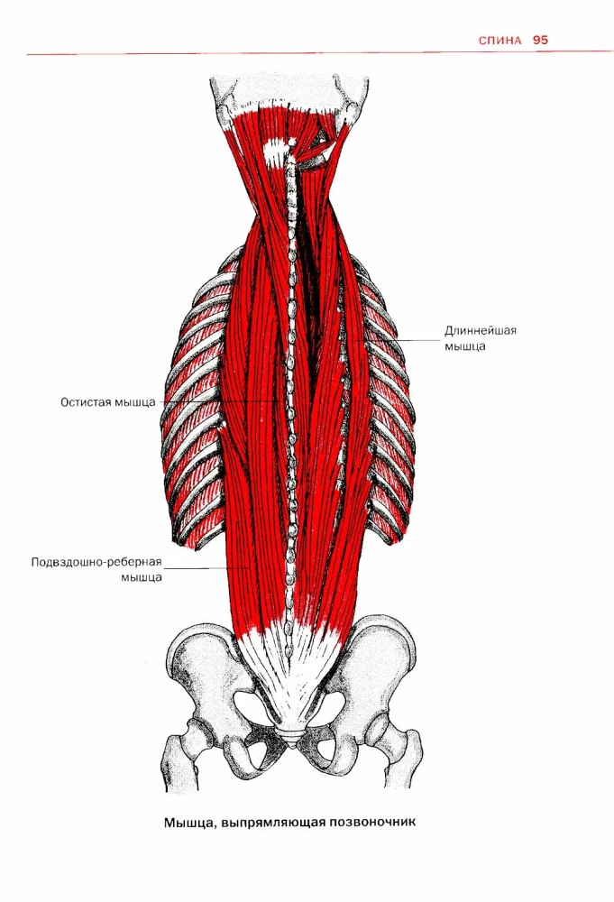Sports Anatomy