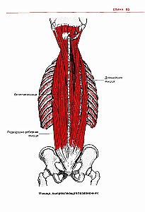 Sports Anatomy