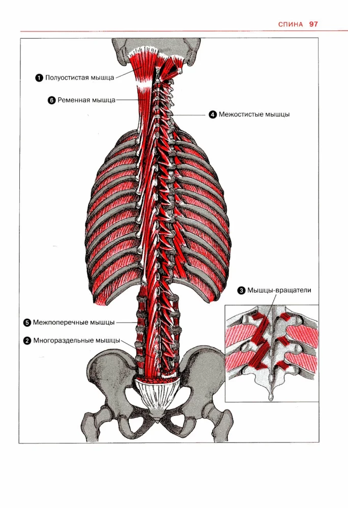 Sports Anatomy