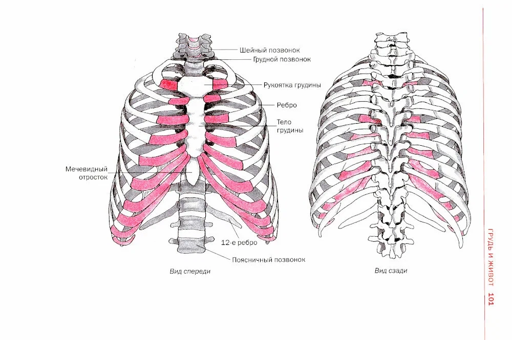 Sports Anatomy