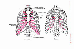 Sports Anatomy