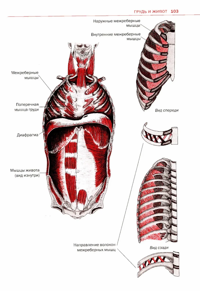 Sports Anatomy