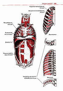 Sports Anatomy