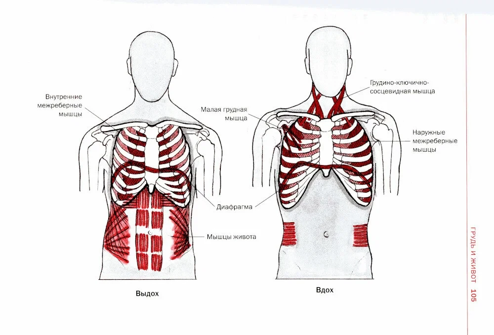 Sports Anatomy