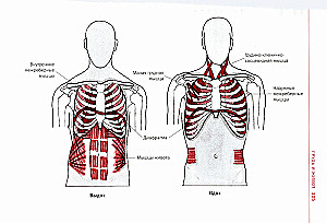 Sports Anatomy