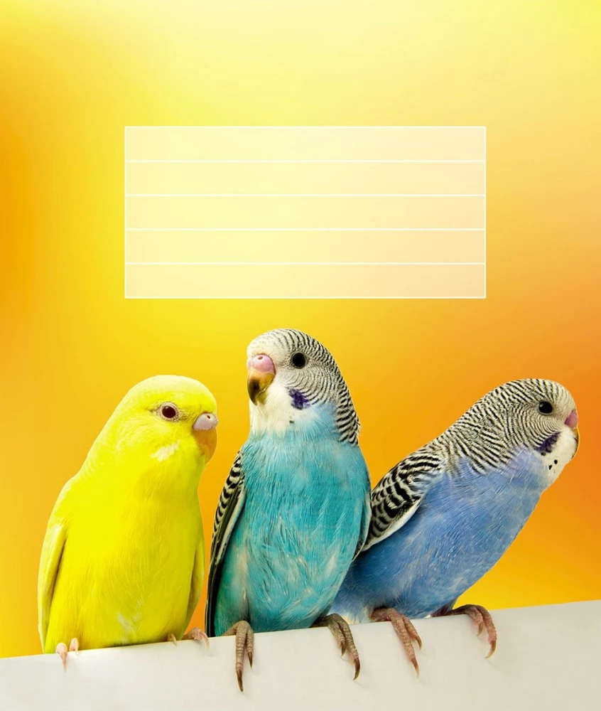 Notizbuch A5 - Tiere (kariert)