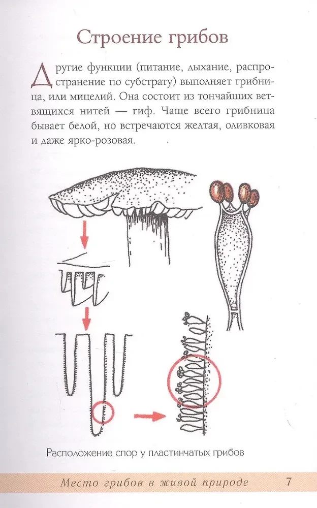 Mushrooms of the Russian Forest. Illustrated Guide