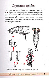 Mushrooms of the Russian Forest. Illustrated Guide