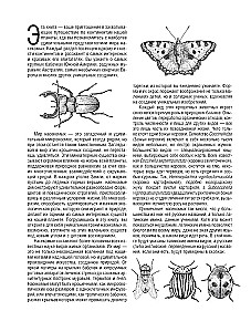 Butterflies and Other Insects. Atlas-Coloring Book