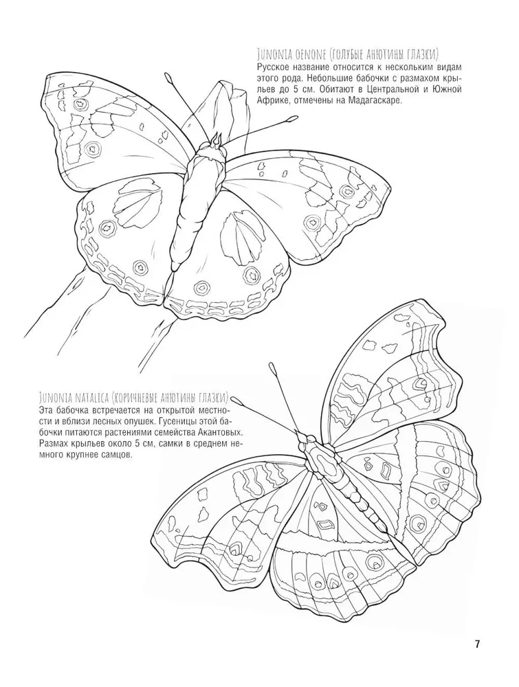Butterflies and Other Insects. Atlas-Coloring Book