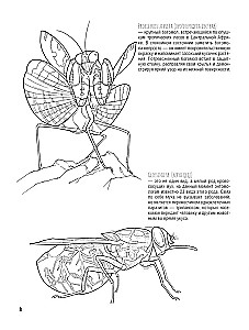 Butterflies and Other Insects. Atlas-Coloring Book