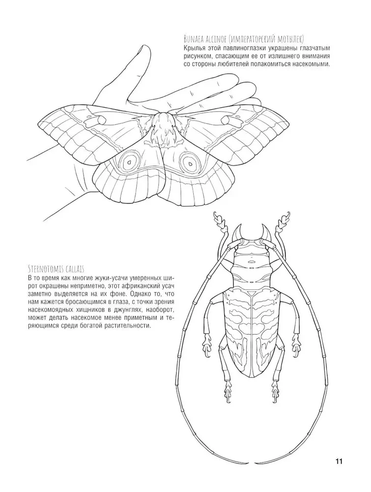 Butterflies and Other Insects. Atlas-Coloring Book