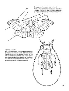 Butterflies and Other Insects. Atlas-Coloring Book
