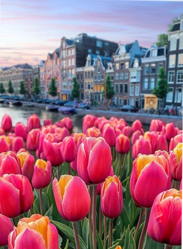 Paint by Numbers - Dutch Tulips