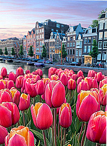 Paint by Numbers - Dutch Tulips