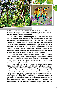 Nicht singende Vögel. Die mittlere Zone des europäischen Teils Russlands. Bestimmungsbuch mit Vogelstimmen