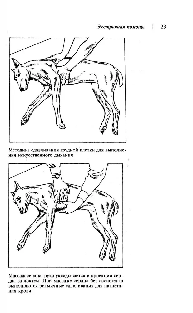 Home Veterinary Guide for Dog Owners