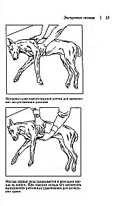 Home Veterinary Guide for Dog Owners