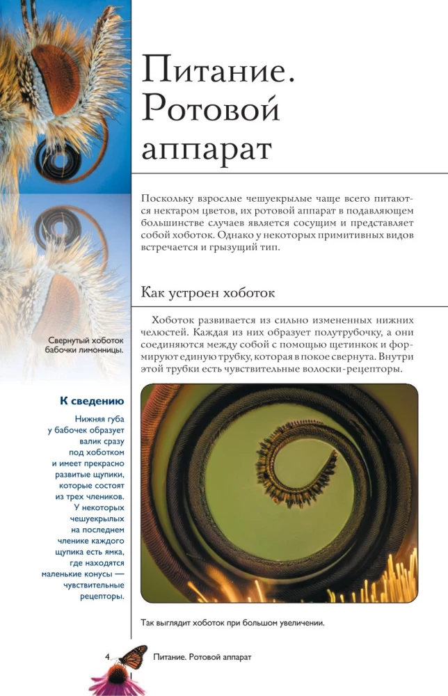 Liblikad. Illustreeritud giid