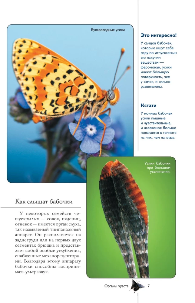 Liblikad. Illustreeritud giid