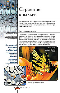 Liblikad. Illustreeritud giid