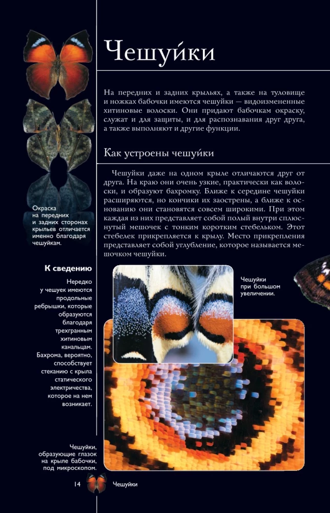 Liblikad. Illustreeritud giid