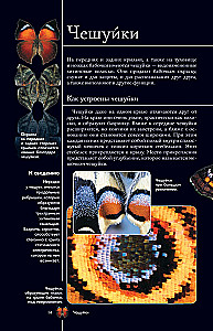 Liblikad. Illustreeritud giid