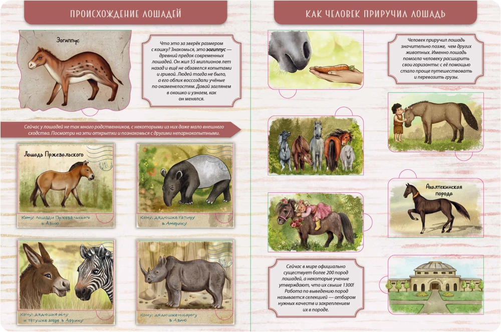 Encyklopedia z okienkami. Moja pierwsza książka o koniach