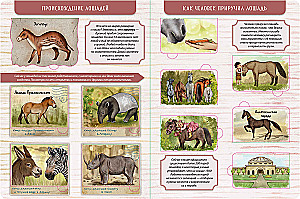 Encyklopedia z okienkami. Moja pierwsza książka o koniach