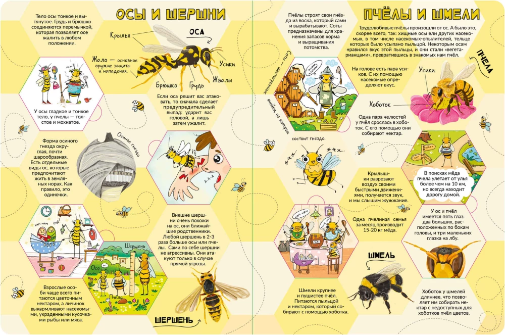 Encyklopedia z okienkami. Moja pierwsza książka o owadach