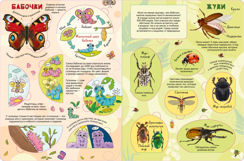 Encyklopedia z okienkami. Moja pierwsza książka o owadach