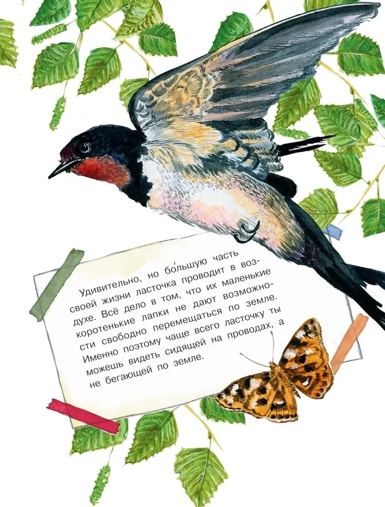 How do different creatures see?