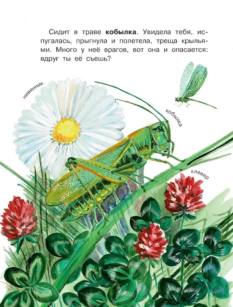 How do different creatures see?