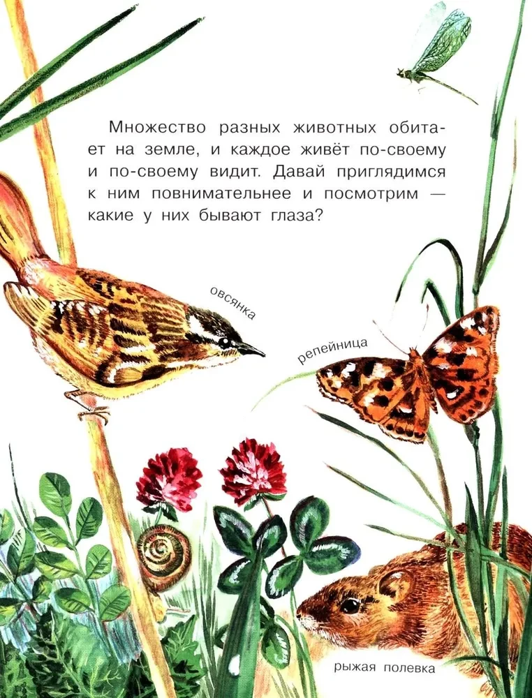 How do different creatures see?