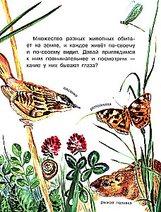 How do different creatures see?