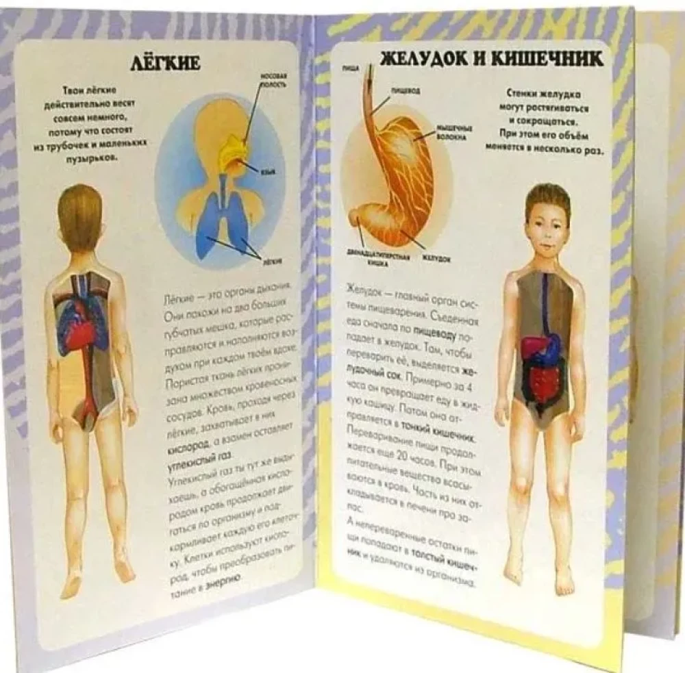 My First Atlas. The Human Body
