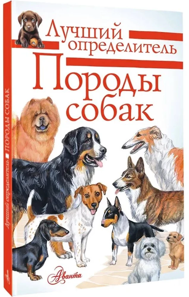 Rasy psów. Wskaźnik